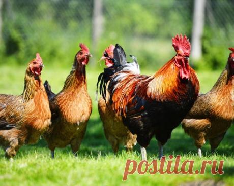 9 фактов, о которых стоит знать прежде, чем завести кур