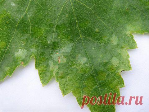 Руслан Черкашин
28 лет, Россия, Астрахань