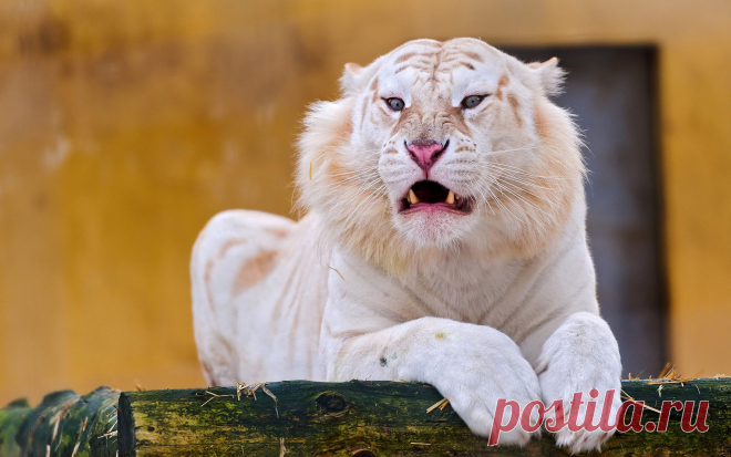 Angry White tiger wallpaper - 1282618