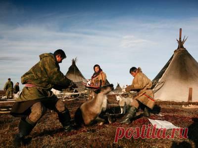 Земляне. Ненцы - самодийский народ России. Более 40 тысяч человек - 7 Мая 2016 - Russia-Asia-Siberia