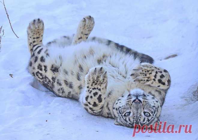 По следам снежного барса — National Geographic Россия