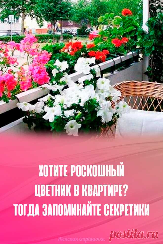 Хотите роскошный цветник в квартире? Тогда запоминайте секретики