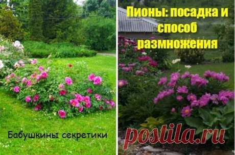 Пионы: посадка и способ размножения — Бабушкины секреты