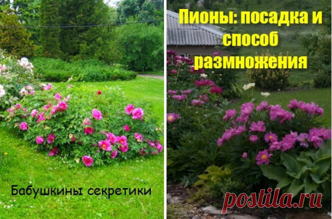Пионы: посадка и способ размножения — Бабушкины секреты