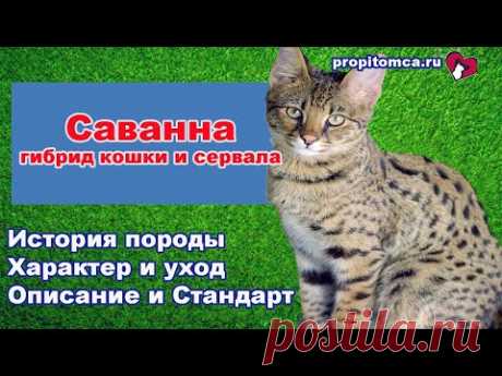 Саванна - гибрид сервала и кошки: описание породы - YouTube
