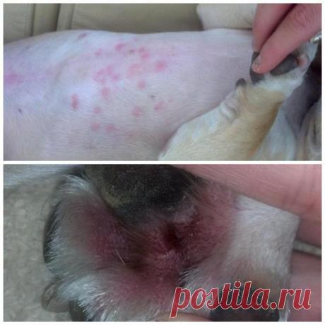 Что собакам дают от аллергии? Лечение и профилактика