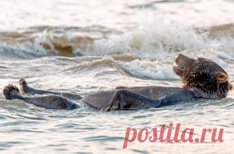 Медведь отдыхает в озерских водах Камчатки после сытного обеда. А как ваша суббота проходит?