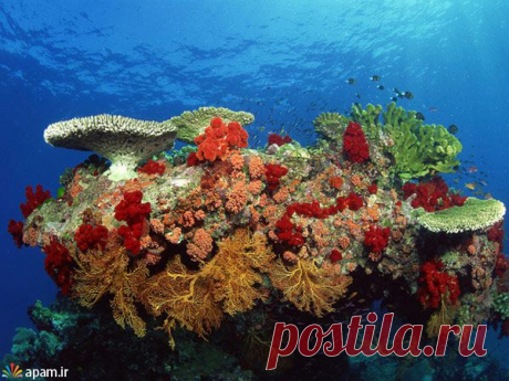 *Природа открывает свои самые глубокие тайны,там,кто хочет их открыть.*                                                                                    Н.Хилл.