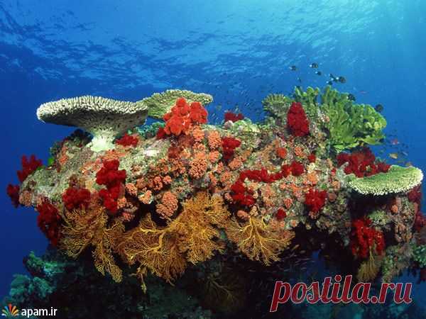 *Природа открывает свои самые глубокие тайны,там,кто хочет их открыть.*                                                                                    Н.Хилл.