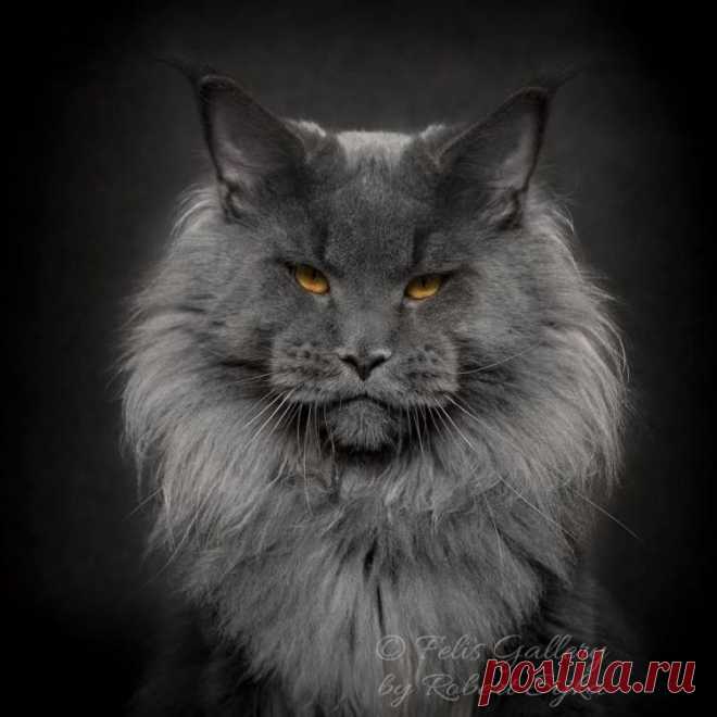 Мистические мейн-куны Когда Роберт Сийка решил создать питомник по разведению мейн-кунов, сразу встал вопрос: как привлечь внимание к проекту? Урожденный поляк, он еще полтора десятка лет переехал в Китай, где вскоре столкнулся с нехваткой домашней живности в обиходе.