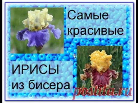 Irises. Самые красивые ирисы из бисера.