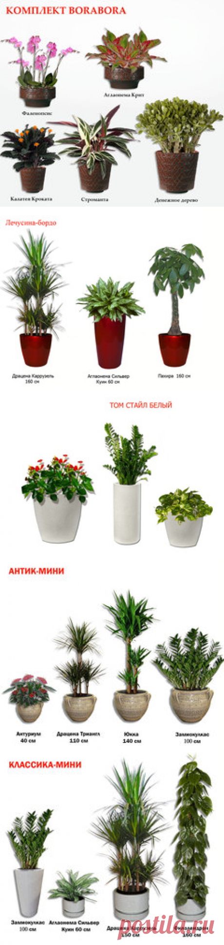 Комплекты горшечных растений