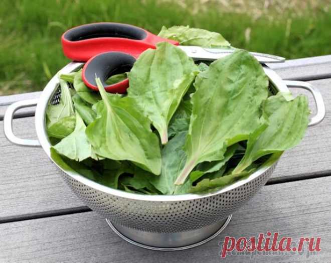 Три травы, которые лечат почти все острые состояния