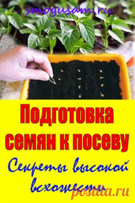 📌Подготовка семян к посеву🌱 Секреты высокой всхожести🌱 в 2024 г | Советы по органическому садоводству, Семена, Проращивание семян