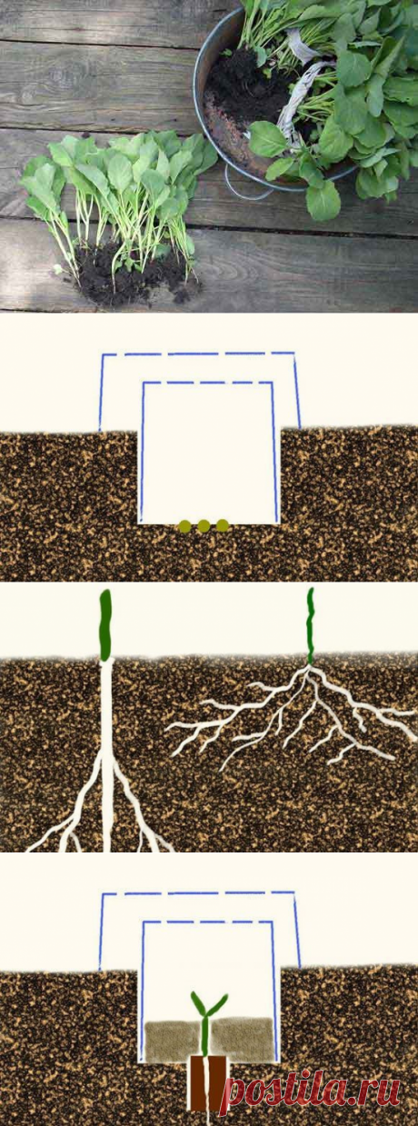 Проверено практикой. Как получить небывалый урожай капусты
