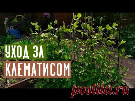 Что нужно для бурного цветения клематиса? / Садовый гид