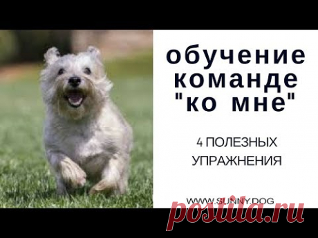 Обучение команды  "ко мне". 4 полезных упражнения.