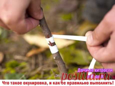 Одноклассники