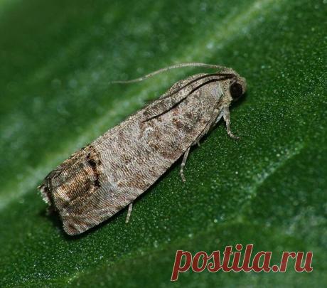 Плодожорка на яблоне - экологичные методы обработки, расскажу что я обычно применяю | Добрый дачник | Яндекс Дзен