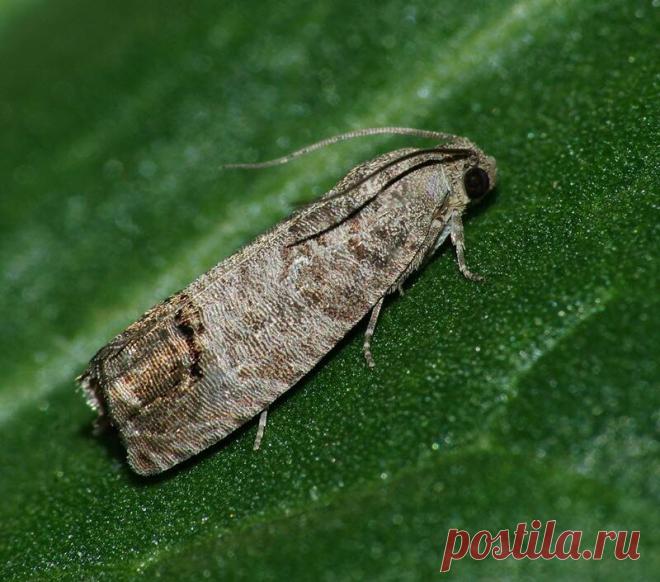 Плодожорка на яблоне - экологичные методы обработки, расскажу что я обычно применяю | Добрый дачник | Яндекс Дзен