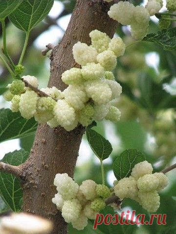 (78) Одноклассники - продажа шелковица