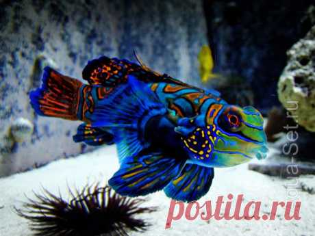 Рыбка мандаринка - Synchiropus splendidus
