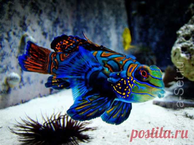 Рыбка мандаринка - Synchiropus splendidus