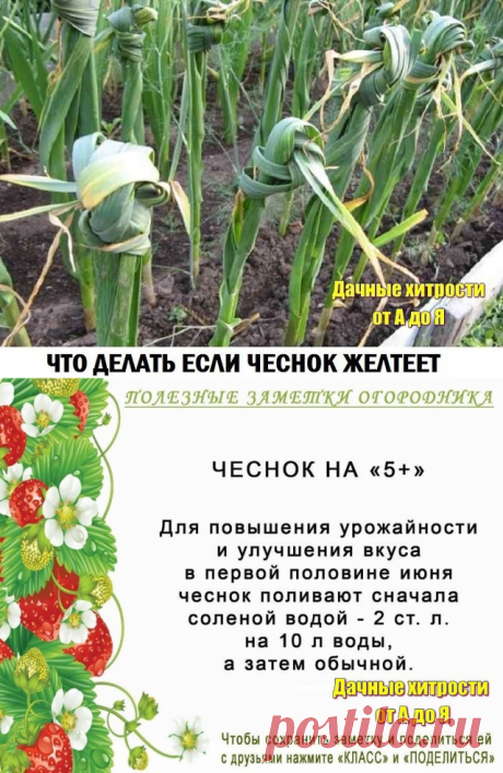 ЕСЛИ ЧЕСНОК ЖЕЛТЕЕТ