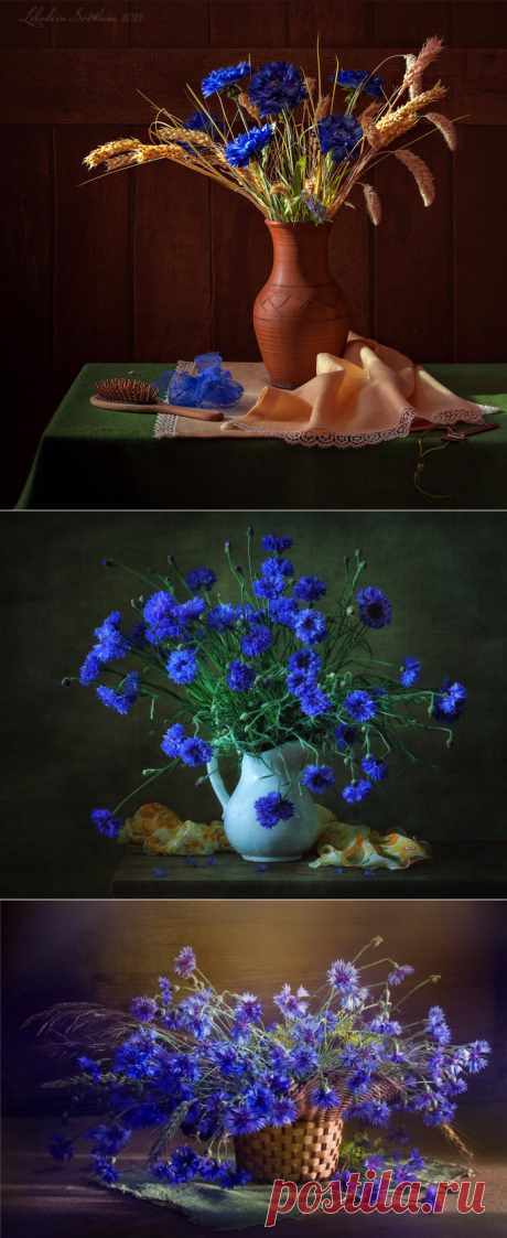Васильковый натюрморт