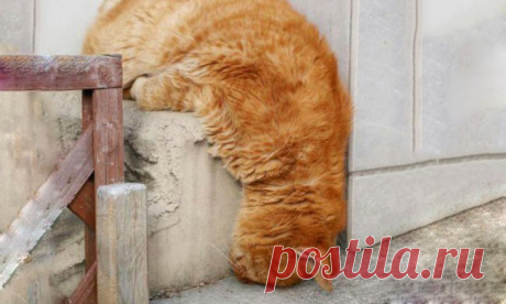 20 животных, которые чертовски сладко спят