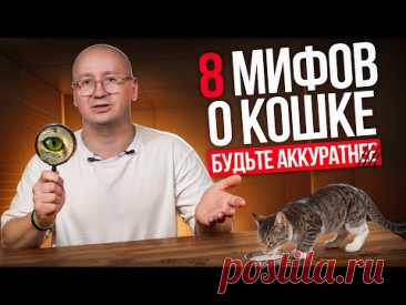 8 МИФОВ О КОШКАХ — зоопсихолог объясняет, где правда, а где выдумка