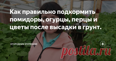 Как правильно подкормить помидоры, огурцы, перцы и цветы после высадки в грунт. Добрый день, дорогие садоводы и огородники!!!  У нас в Рязани сегодня лишь 8 градусов тепла, прохладно, ведь вчера было +16°С. Но по сравнению с Питером у нас очень тепло, ведь там сегодня выпал снег.  Кто - нибудь знает это нормально?  Вчера мы высаживали огурцы и томаты. Всё высадить не успели, вечером пошёл сильный дождь.   Многие из вас уже высадили рассаду на постоянное место и теперь нужн...