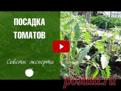 Посадка томатов в открытый грунт 🌟 Хитрый способ посадки рассады на HitsadTV❗