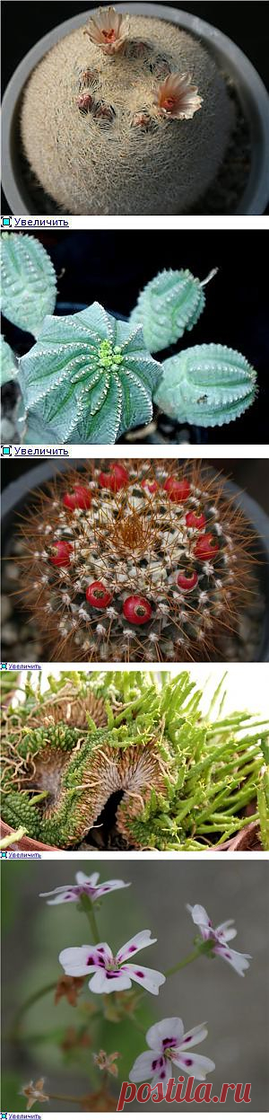 Forum Kwetki.ru > Коллекция суккулентов Центрального Сибирского Ботанического сада СО РАН