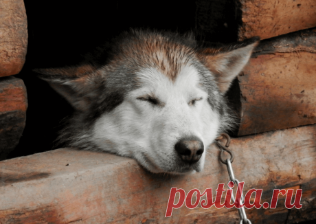 Календарь сезонных работ в саду: декабрь - Planetalsad