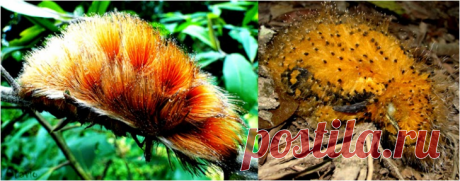 Серая аулия: птица, которая филигранно прикидывается то ли гусеницей, то ли... Трампом! Сегодня мы расскажем вам про лучшего актера всея Амазонии! Наш герой — мастер перевоплощения, великий иллюзионист и обманщик. Серая аулия — единственная в мире пернатая, что превращается в птицу из гу...