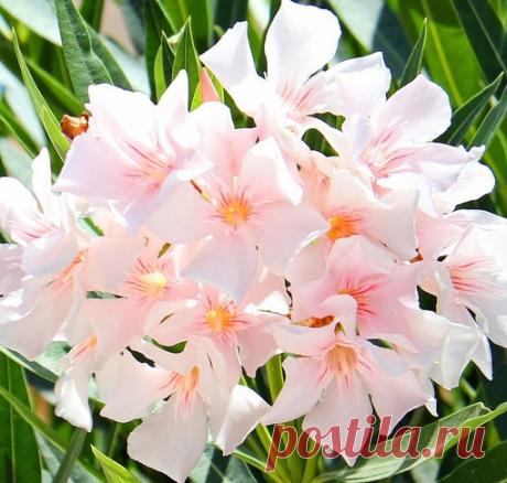 Олеандр. ПРАВИЛЬНЫЙ УХОД Олеандр – крупный вечнозеленый кустарник из семейства кутровых с узкими тёмно-зелёными кожистыми листьями и буроватыми стеблями, покрытыми округлыми чечевичками. Известно много садовых форм олеандра, которые...