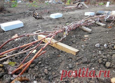 УКРЫТИЕ ВИНОГРАДА НА ЗИМУ
Сохраните, чтобы не потерять!

Секретами зимнего ухода за виноградом поделились сибирские виноградари, которые из года в год прилагают большие усилия для того, чтобы собрать “южные урожаи”
К середине сентября снимите все грозди, и проведите обрезку. Самый простой способ как правильно обрезать куст: оставить по три плодоносившие лозы справа и слева, обрезая ту часть, которая не вызреет, а также лишние побеги. В это же время заготовьте черенки.
Поли...