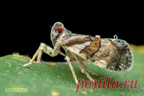 Planthopper (cf. Andes sp.) - DSC_6905 www.nickybay.com