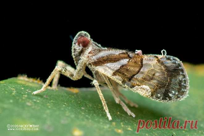 Planthopper (cf. Andes sp.) - DSC_6905 www.nickybay.com