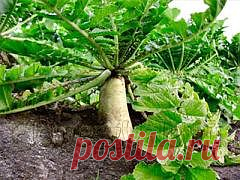 Дайкон - овощ длиною в два метра — FloweryVale.ru