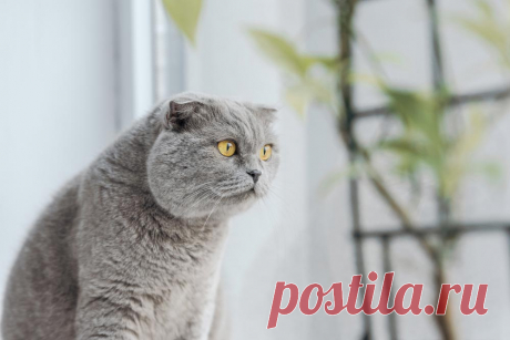 Живи как кот! 12 правил, которым стоит у них поучиться. Полезные кошачьи повадки