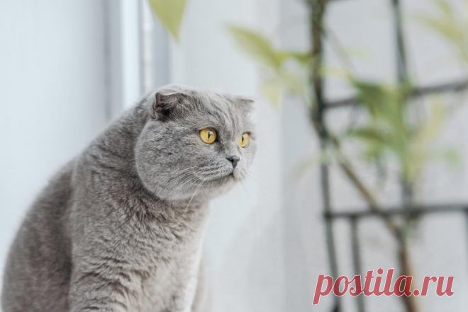Живи как кот! 12 правил, которым стоит у них поучиться. Полезные кошачьи повадки