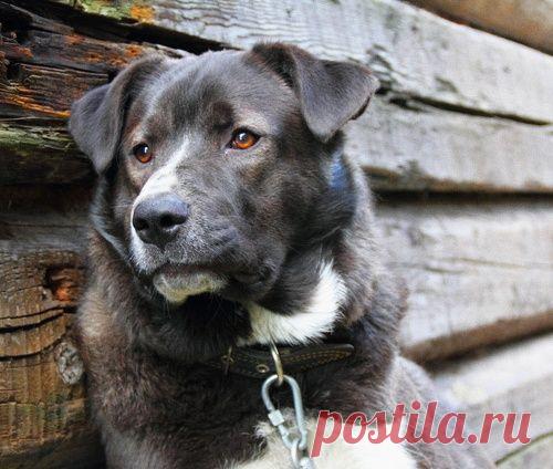 «Серый» – трогательный рассказ о самом преданном друге...