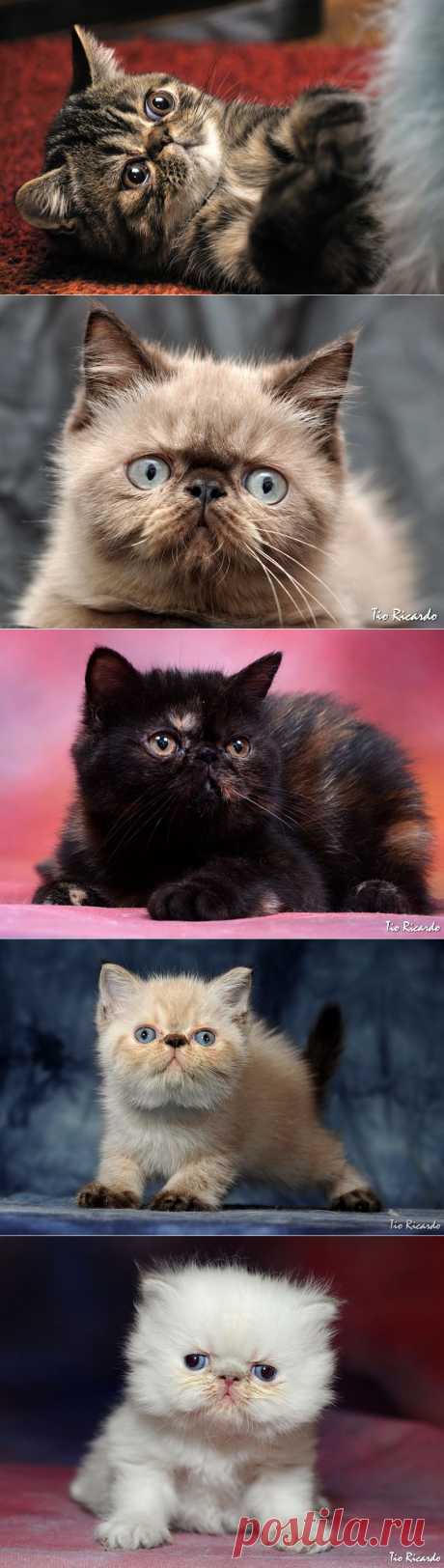 Экзотические короткошерстные кошки.