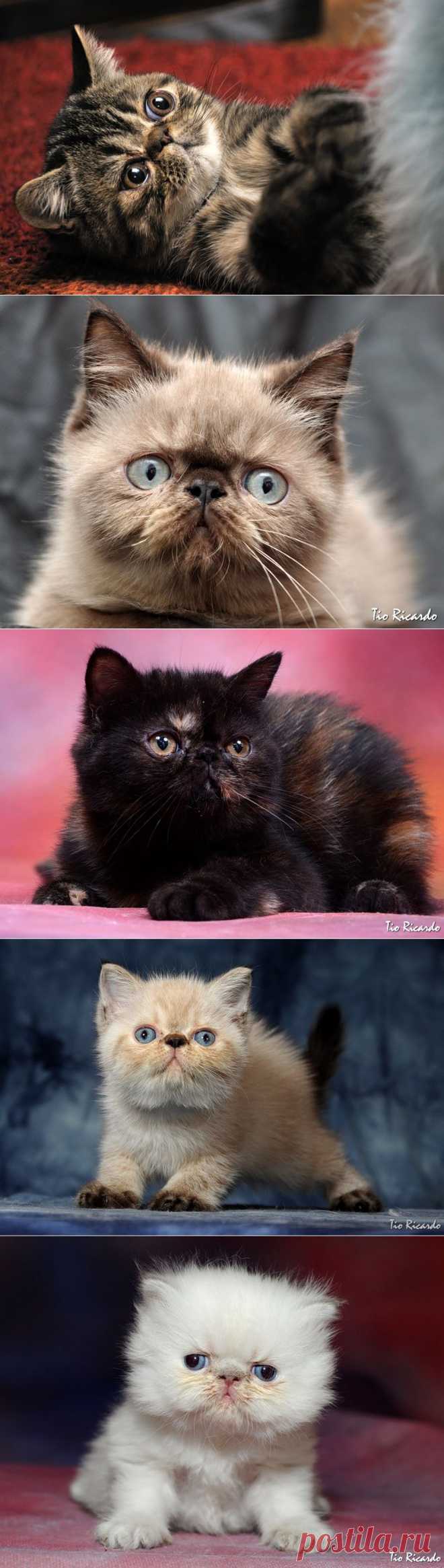 Экзотические короткошерстные кошки.