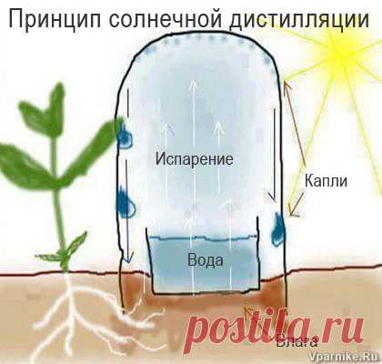 Простой способ саморегулируемого полива при помощи пластиковых бутылок | Vparnike.ru