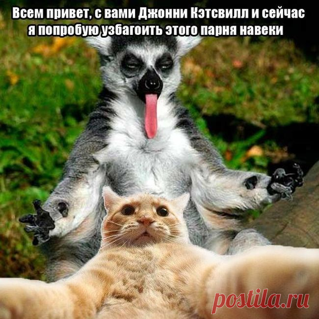 Джонни Кэтсвилл - новый мем и заготовка для фотожаб (52 фотожабы) » Ex.BY - фотоприколы, фото девушек и животных