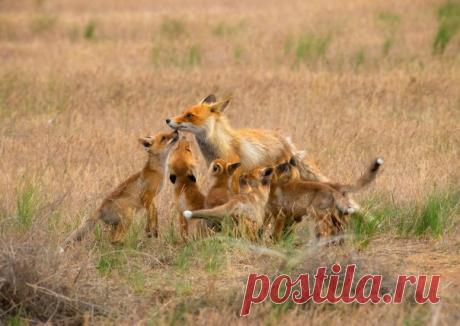Лисята встречают вернувшуюся к норе маму. Фотография снята в степях г | National Geographic Россия | Постила