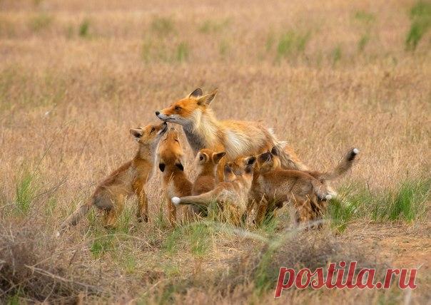 Лисята встречают вернувшуюся к норе маму. Фотография снята в степях г | National Geographic Россия | Постила